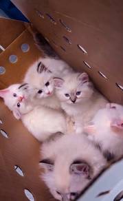 Ragdoll Kitten Female
