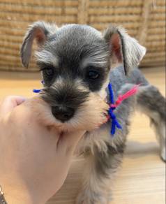 SCHNAUZER MINIATURE PUPPIES S114🌻 雪纳瑞 Available