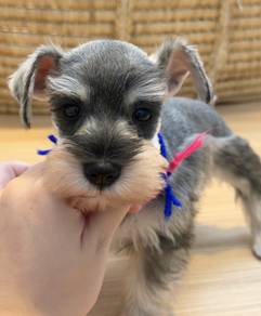 SCHNAUZER MINIATURE PUPPIES S115🌻 雪纳瑞 Available