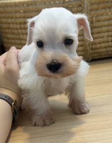 SCHNAUZER MINIATURE PUPPIES S116🌻 雪纳瑞 Available