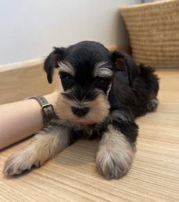 SCHNAUZER MINIATURE PUPPIES S117🌻 雪纳瑞 Available