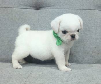 PUG PUPPIES 702 🌻 Male puppy
