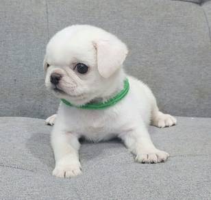PUG PUPPIES 703 🌻 Male puppy