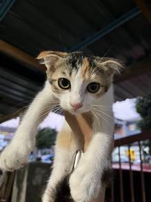 6-7 month Kittens for sale