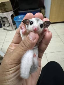 sugar glider