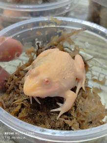 albino bullfrog