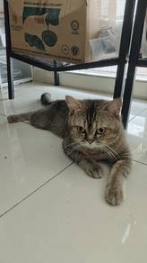 Bsh tabby 8month