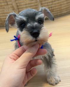 SCHNAUZER MINIATURE PUPPIES S119🌻 雪纳瑞 Available