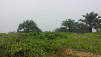 Tanah Pertanian untuk dijual Sedili Besar Kota Tinggi Johor/3 ekar
