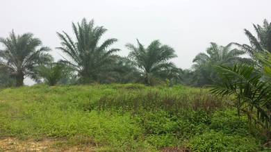Tanah Pertanian untuk dijual Sedili Besar Kota Tinggi Johor/3 ekar