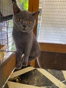 bsh for sale
