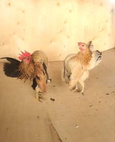 Ayam Serama 