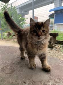 Anak Kucing Parsi untuk dijual