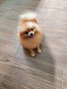 Pomeranian 