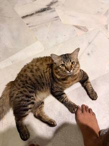 kucing comel 