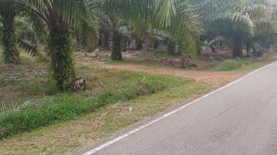 Tanah Kebun kelapa Sawit untuk dijual.