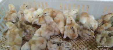Anak ayam kampung kacuk 