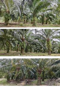 Tawar, Kedah Argriculture Land For Sale (Beside main road)