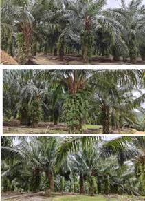 Tawar, Kedah Argriculture Land For Sale (Beside main road)
