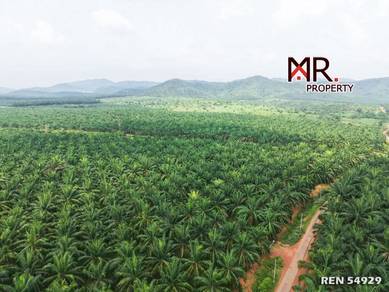 ZONING RESIDENTIAL @ Oil Palm Agriculture Land Bedong FOR SALE