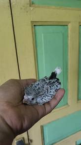 Burung cockateil