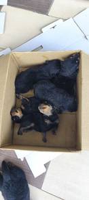 Rottweiler Puppies 