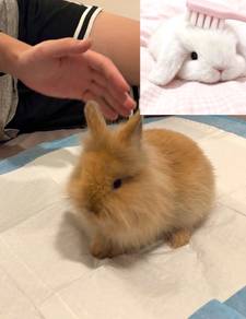 ND rabbit
