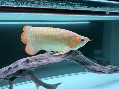 Super Red Arowana