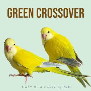 burung parrot monk special colours