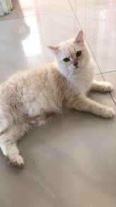 kucing mix kesayangan untuk dilepaskan