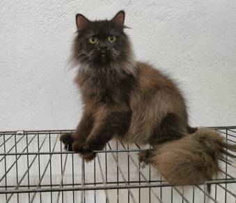 Kucing Parsi