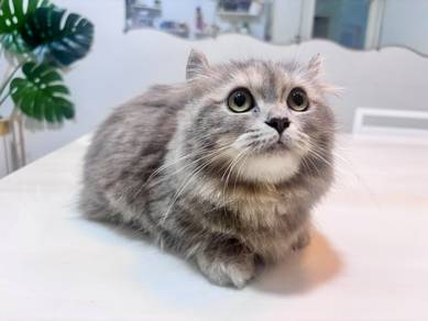 Munchkin American Curl (Kinkalow)