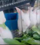 Arnab putih untuk dijual