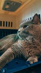BSH female cat for sale