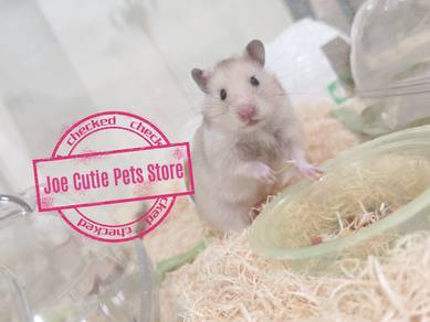 Home breed Hamster for sale
