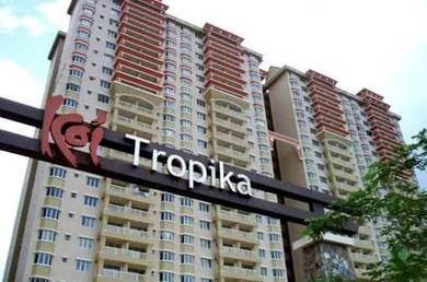 Koi Tropika