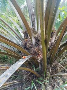 Agricultural-Land-for-sale-Temerloh-Pahang