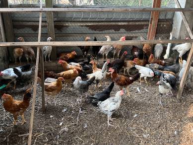 AYAM kampung asli