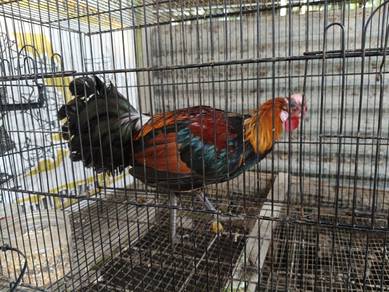 Ayam hutan