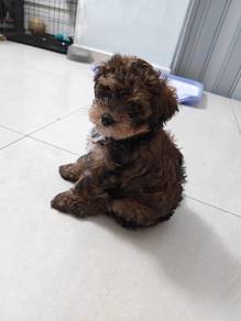 puppy aussiedoodle