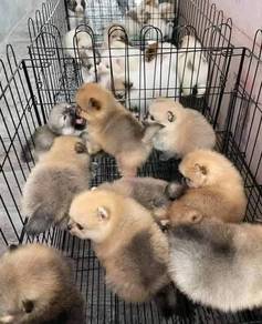 all kinds Pomeranian
