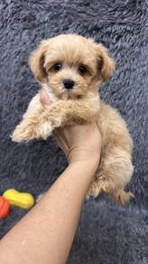 MaltiPoo (Maltese mix Poodle) 马尔泰 马尔济斯混泰迪贵宾