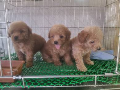 Brown Toy Poodle