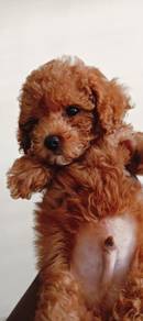 Premium mini toy poodle