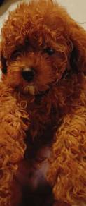 Red brown toy poodle