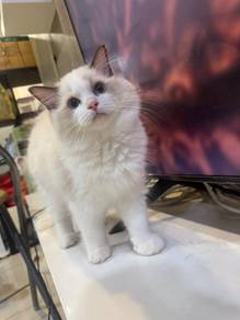 Ragdoll Kitten ( Parents China imported )