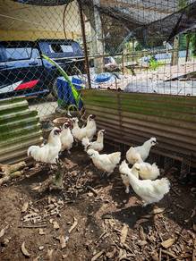 silkies 