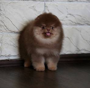 Pomeranian Puppies for Sale