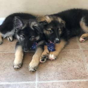 Title: German Shepherd Puppies for Sale