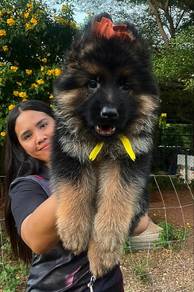 German Shepherd